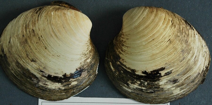 Ученые «сломали» 507-летнего моллюска, пока пытались его открыть