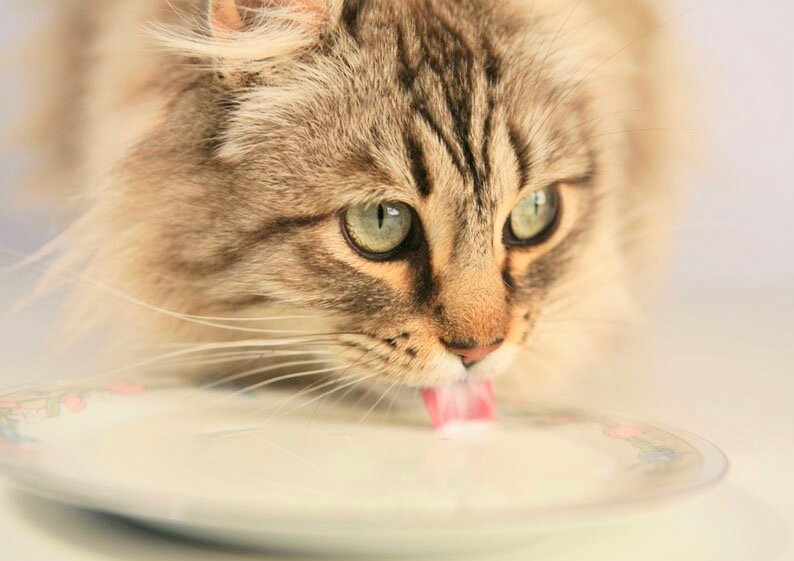 Кошки любят ЭТИ продукты, но кормить ими постоянно нельзя!