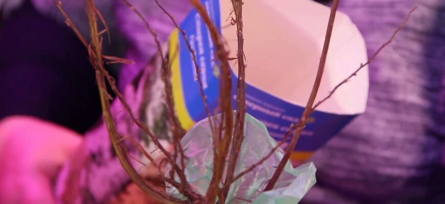 Как сохранить саженцы из коробок до посадки: советы, видео
