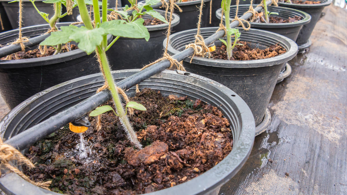Огород в контейнерах: растим овощи в старых ведрах и тазах