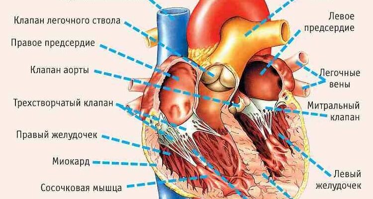 11 симптомов, указывающих на серьезные проблемы с сердцем!