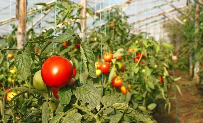 Выращивание помидоров в теплице – секреты обильного урожая