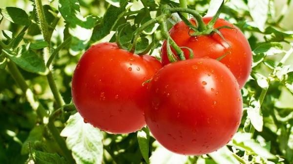 Как понять, чего не хватает помидорам?