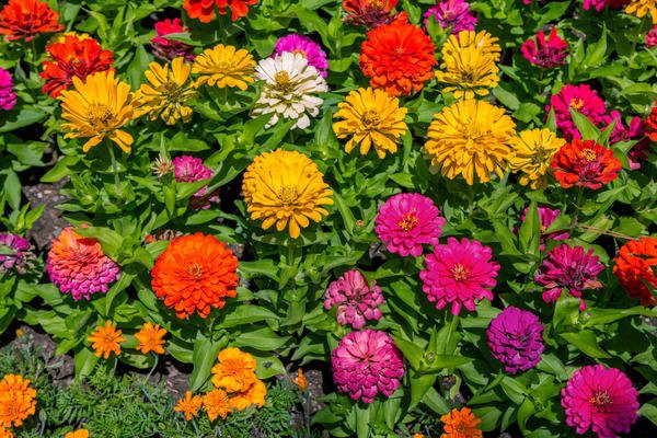 10 растений, которые цветут все лето, до морозов