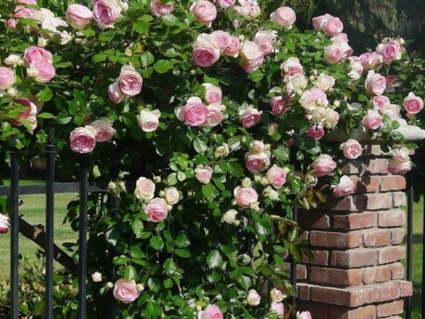 Восхитительные розы в саду: чем подкормить для буйного цветения