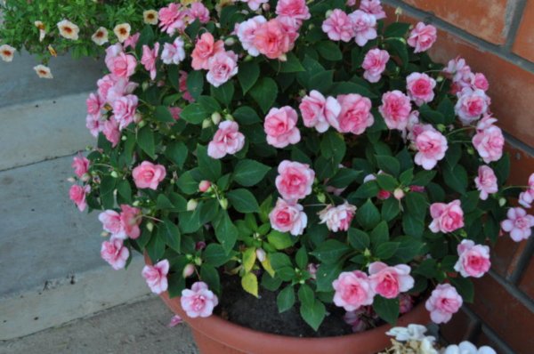 15 фантастически красивых цветов для летнего контейнерного сада