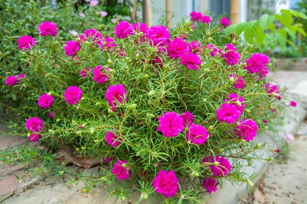 10 растений, которые цветут все лето, до морозов