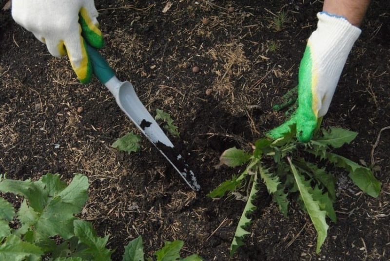 9 самых эффективных способов борьбы с сорняками без химии
