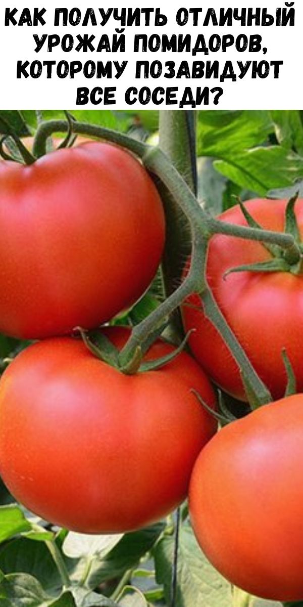 Как получить отличный урожай помидоров, которому позавидуют все соседи?