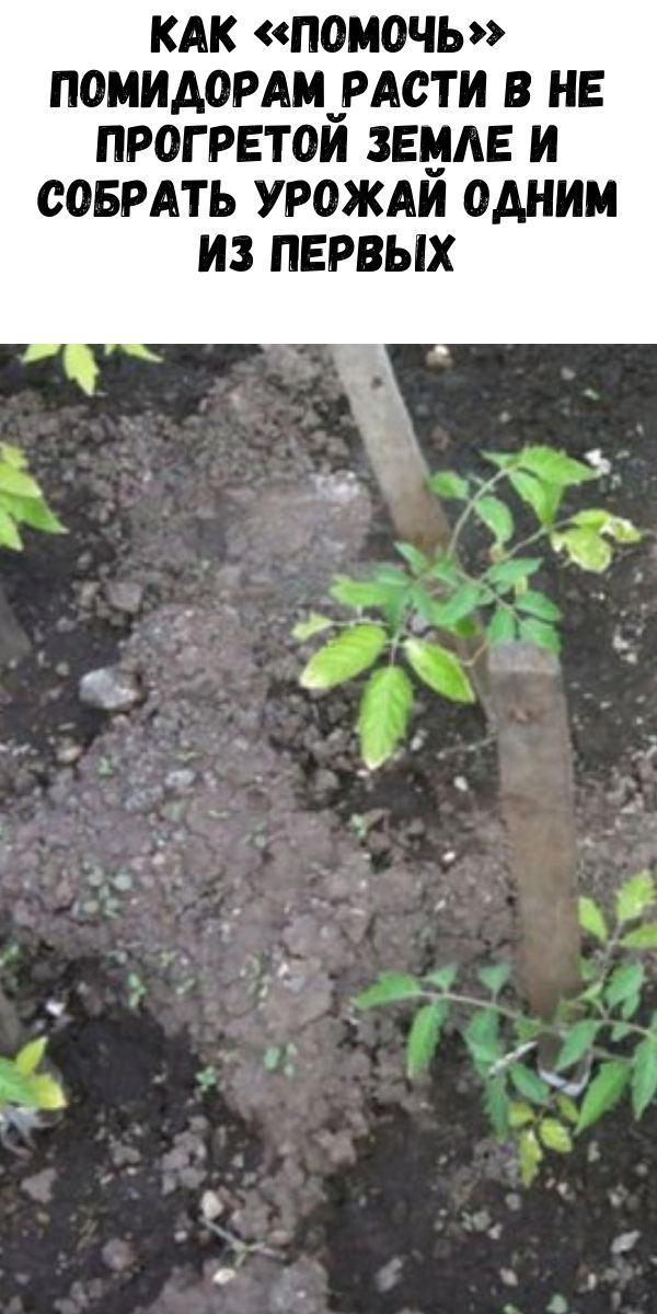 Как «помочь» помидорам расти в не прогретой земле и собрать урожай одним из первых