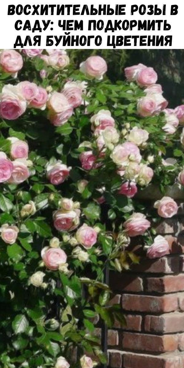 Восхитительные розы в саду: чем подкормить для буйного цветения