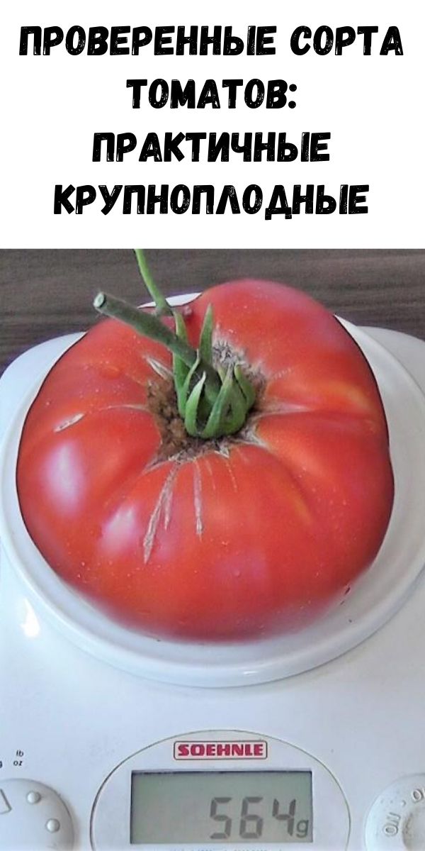 Проверенные сорта томатов: практичные крупноплодные