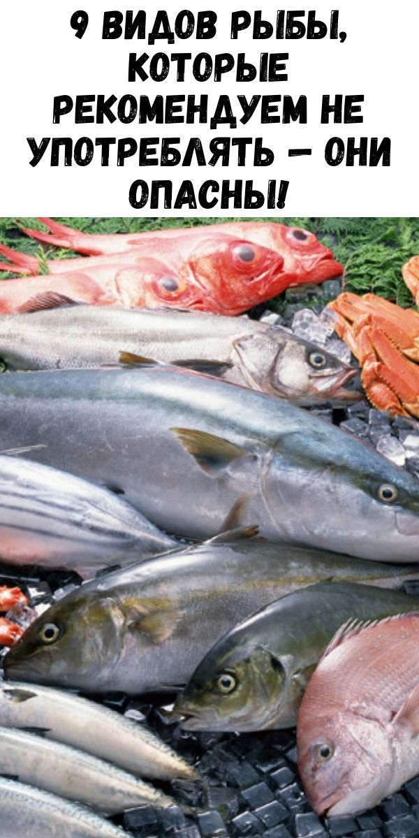 9 видов рыбы, которые рекомендуем не употреблять — они опасны!