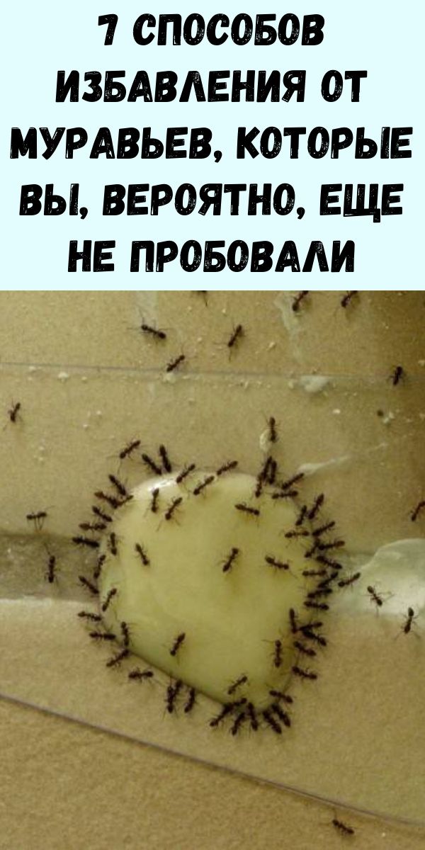 7 способов избавления от муравьев, которые вы, вероятно, еще не пробовали