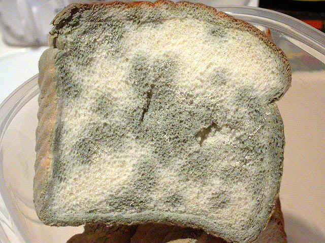 Врач-натуропат: Современный хлеб я считаю одним из самых страшных изобретений человечества!