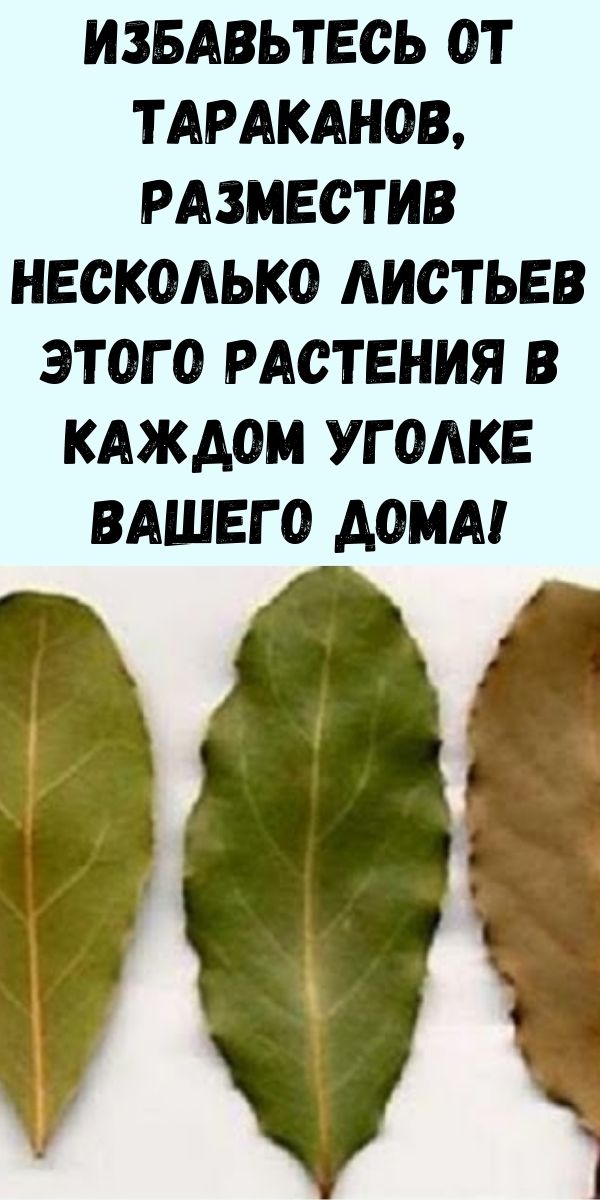 Избавьтесь от тараканов, разместив несколько листьев этого растения в каждом уголке вашего дома!