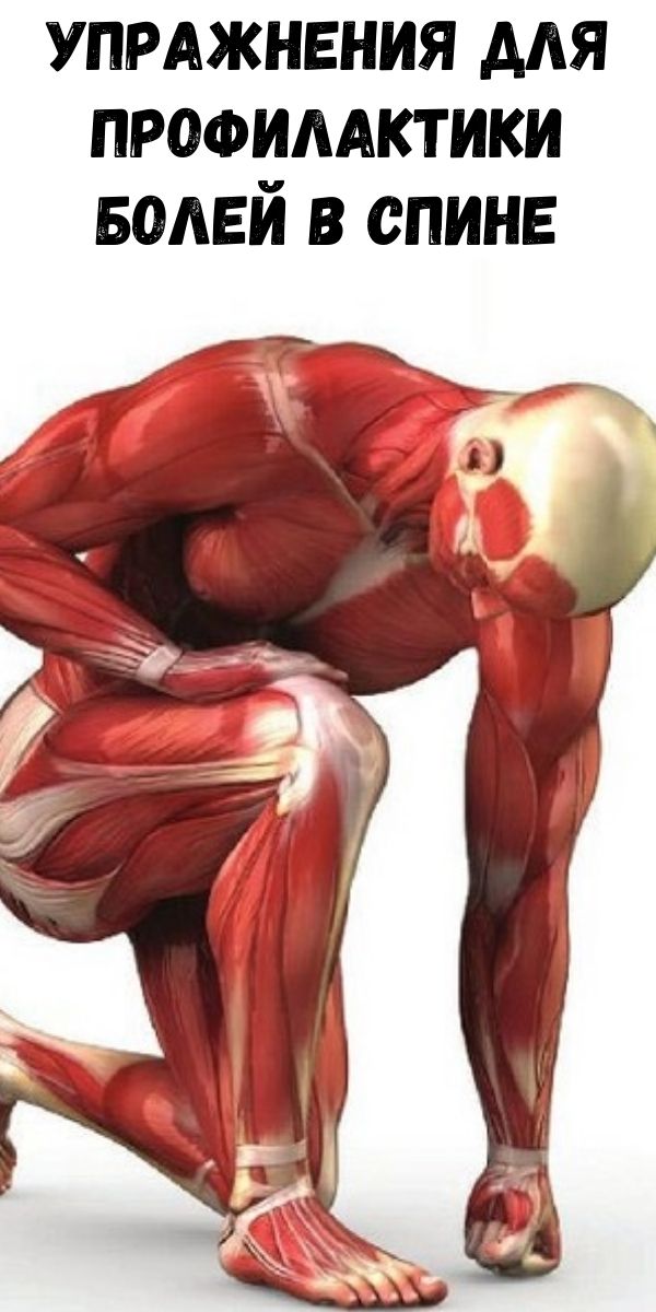 Упражнения для профилактики болей в спине
