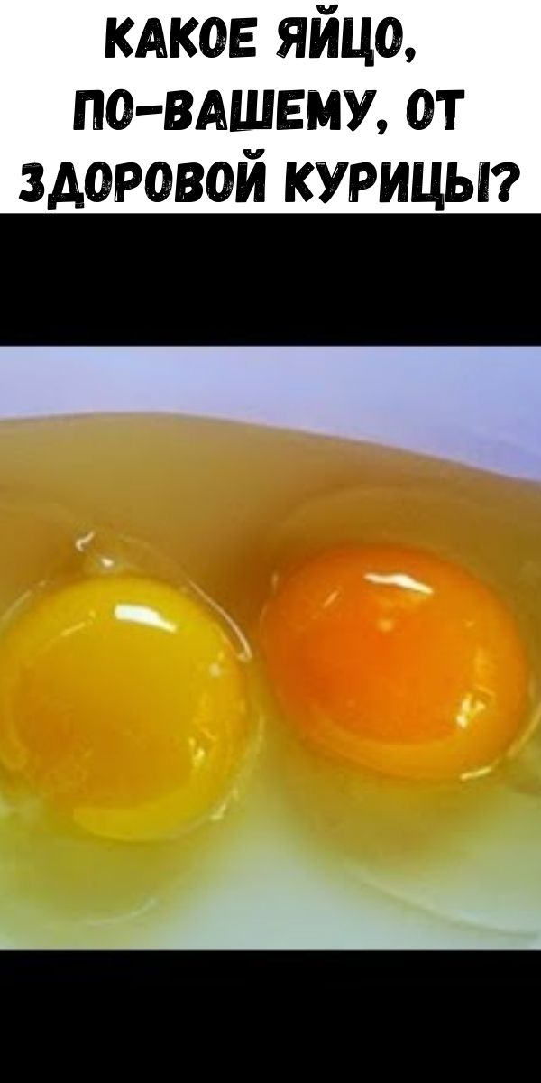 Какое яйцо, по-вашему, от здоровой курицы?